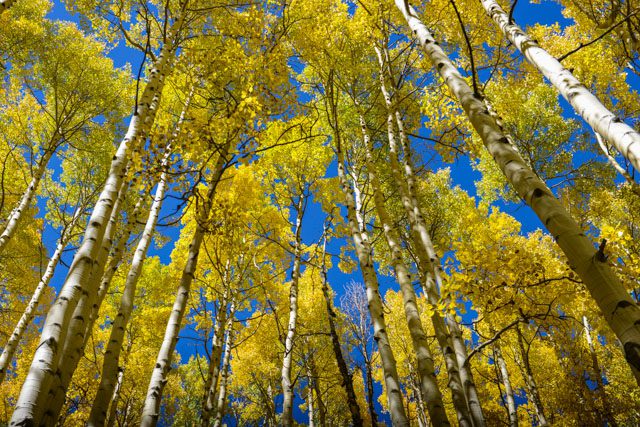 AspenBlog0011